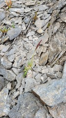 Agrostis muelleriana