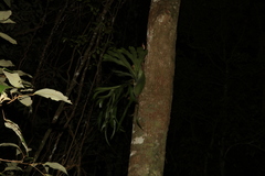 Platycerium superbum