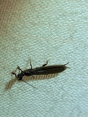 Oligotoma nigra