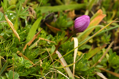 Gentianella cerastioides