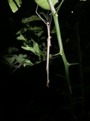 Phasmatini