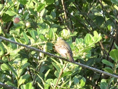 Tyrannidae
