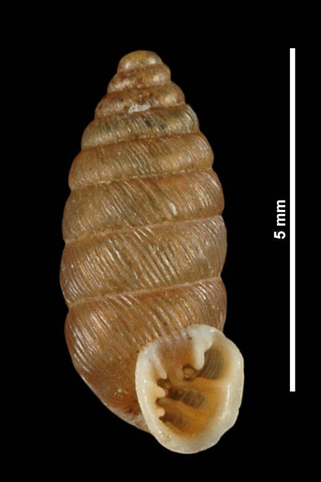 Abida bigerrensis