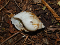 Achatina