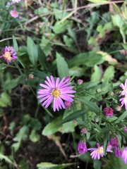 Symphyotrichum × tardiflorum