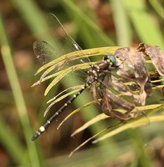 Eusynthemis brevistyla