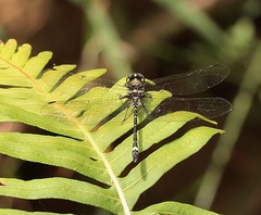 Eusynthemis brevistyla
