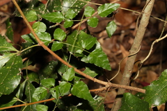 Jasminum singuliflorum