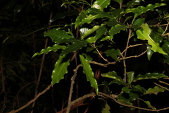 Actephila mooreana