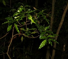 Actephila mooreana