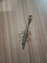 Statilia