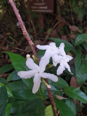 Tabernaemontana pandacaqui