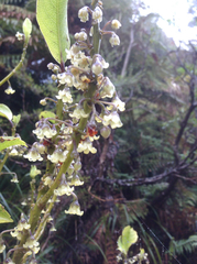 Melicytus macrophyllus