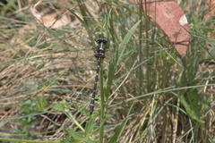Eusynthemis guttata