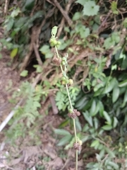 Triumfetta rhomboidea