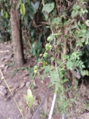 Triumfetta rhomboidea