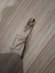 Statilia