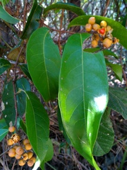 Celastrus subspicatus