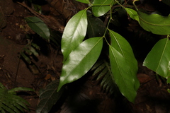 Cryptocarya sclerophylla