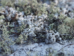 Cladonia prostrata