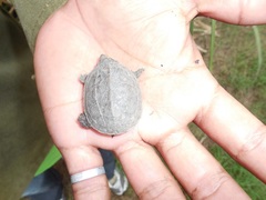 Staurotypus salvinii