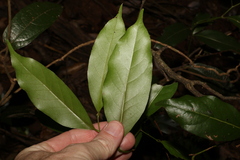 Cryptocarya sclerophylla