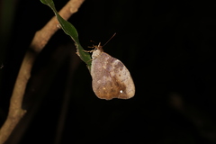 Heteronympha mirifica