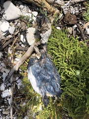 Eudyptula minor minor