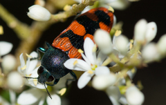 Castiarina crenata