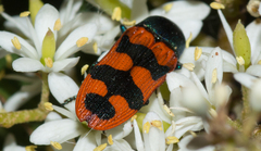 Castiarina crenata