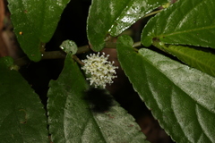 Elatostema reticulatum
