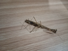 Statilia