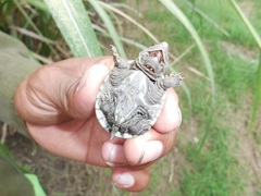 Staurotypus salvinii