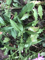 Symphyotrichum × tardiflorum