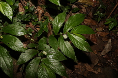 Elatostema reticulatum