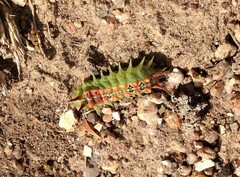 Doratifera quadriguttata