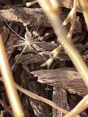 Tamopsis