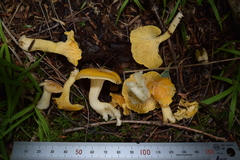 Cantharellus