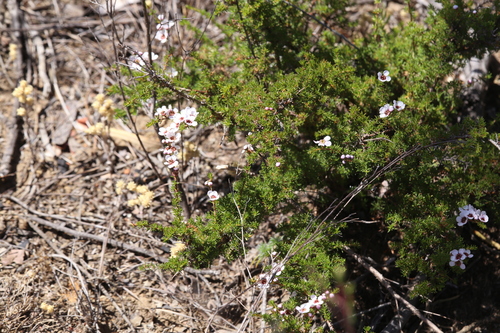 Image of Babingtonia camphorosmae by (c) Hugo Innes, some rights reserved (CC BY)