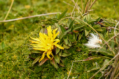 Hypochaeris sessiliflora