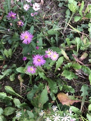 Symphyotrichum × tardiflorum