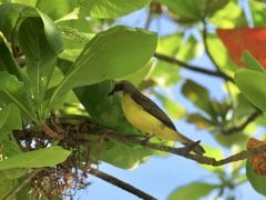 Myiozetetes granadensis