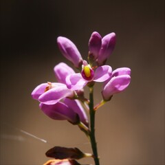 Comesperma virgatum
