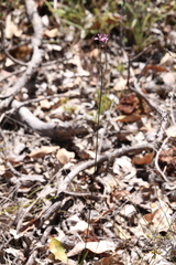 Comesperma virgatum