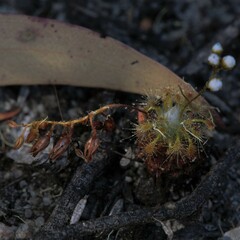 Drosera nitidula