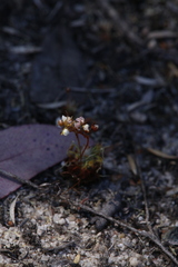 Drosera nitidula