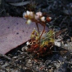 Drosera nitidula