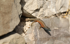 Algyroides nigropunctatus