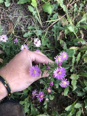 Symphyotrichum × tardiflorum