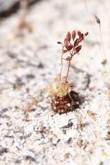 Drosera nitidula